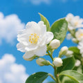 150+ Climbing Jasmine Flower Seeds for Planting – Easy to Grow, Non-GMO, High Germination Fragrant Flowers for Home Garden, Balcony, Trellis, Fence, Vertical Garden Decor (150+ Seeds)