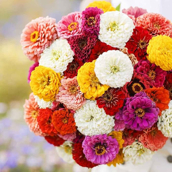 Eden Brothers Zinnia Seeds - Oklahoma Mix, Non-GMO Seeds for Planting, Packet | Low-Maintenance Flower Seeds, Plant During Spring, Zones 3, 4, 5, 6, 7, 8, 9, 10
