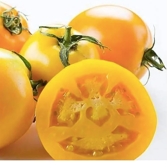 Golden Jubilee Tomato Seeds - Large Tomato - One of The Most Delicious Tomatoes for Home Growing, Non GMO - Neonicotinoid-Free.