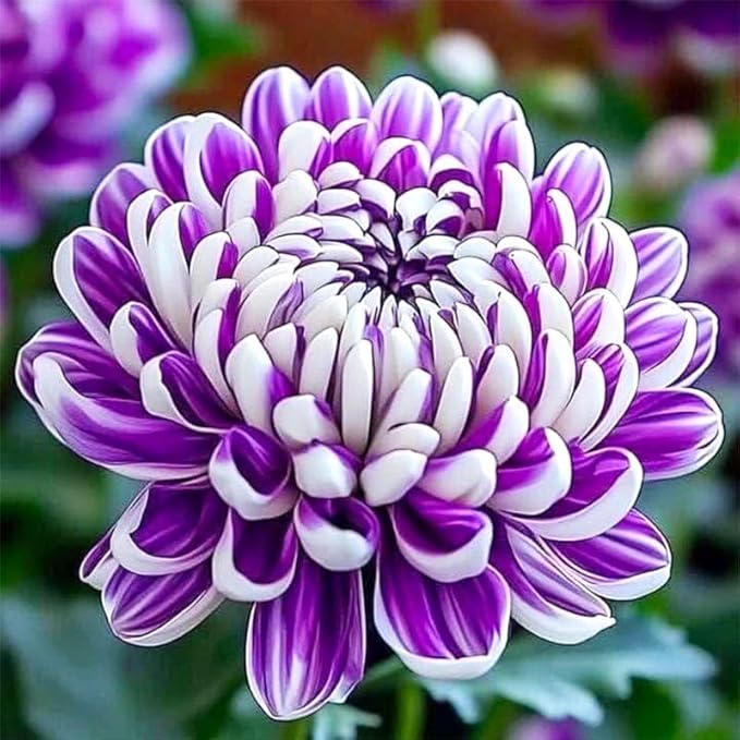 120Pcs Chrysanthemum Seeds for Planting-Non-GMO Heirloom Plant Seeds Garden Outdoor