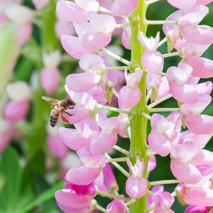 Mixrug Lupine Seeds for Planting, 750pcs Russell Lupin Perennial Flower Seeds Non-GMO Heirloom Rare Plants, Open Pollinated Beauty Home Garden for Outdoors