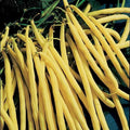 Park Seed Rocdor Bush Bean Seeds – Gourmet Yellow Wax Variety, Buttery Flavor, High Yield 16–24 Inch Plants, Heat and Humidity Tolerant, Easy to Grow Spring Vegetable – Pack of 100