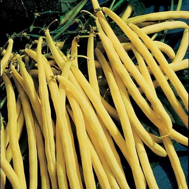 Park Seed Rocdor Bush Bean Seeds – Gourmet Yellow Wax Variety, Buttery Flavor, High Yield 16–24 Inch Plants, Heat and Humidity Tolerant, Easy to Grow Spring Vegetable – Pack of 100