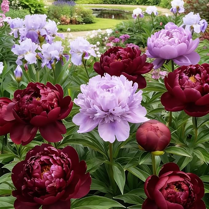99+ Mixed Colorful Peony Flower Seeds for Planting- Peony Seeds Mixed-Attracts Bees&Butterflies Fragrant Butterfly Non-GMO Heirloom Seeds