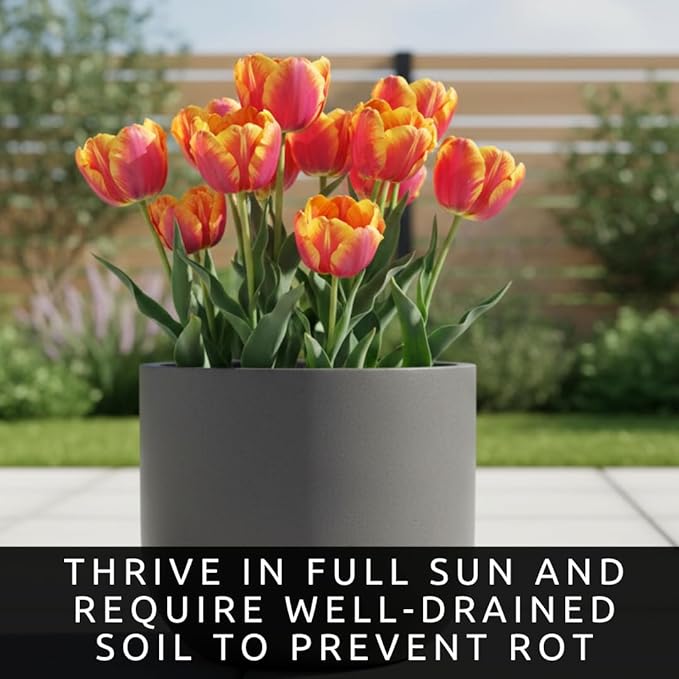 Rainbow Parrot Tulip Bulbs for Planting (10 Bulbs) - Huge Bulbs for Colorful Flowers - Grow Cheeful Rainbow Tulips - Fringed Multicolor Spring Flowers, Tall Statement Garden