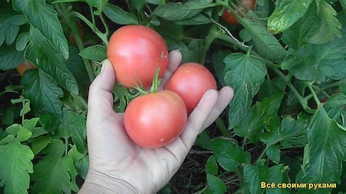 Seeds Vegetable Tomato Glory Red - 25 Seeds