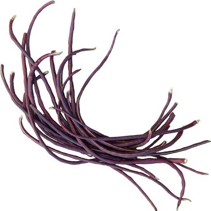 Burpee Red Podded Asparagus Pole Bean Seeds 2 ounces of seed