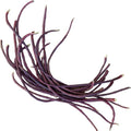 Burpee Red Podded Asparagus Pole Bean Seeds 2 ounces of seed