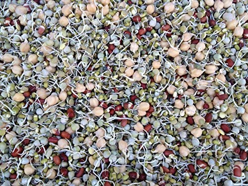 Bean Mix Sprouting Microgreen Seeds, John's Rootin Tootin Bean Mix,8 oz Bag,"COOL BEANS n SPROUTS", Jacobs Ladder Ent. Brand. A small town family run USA business.Thank you !