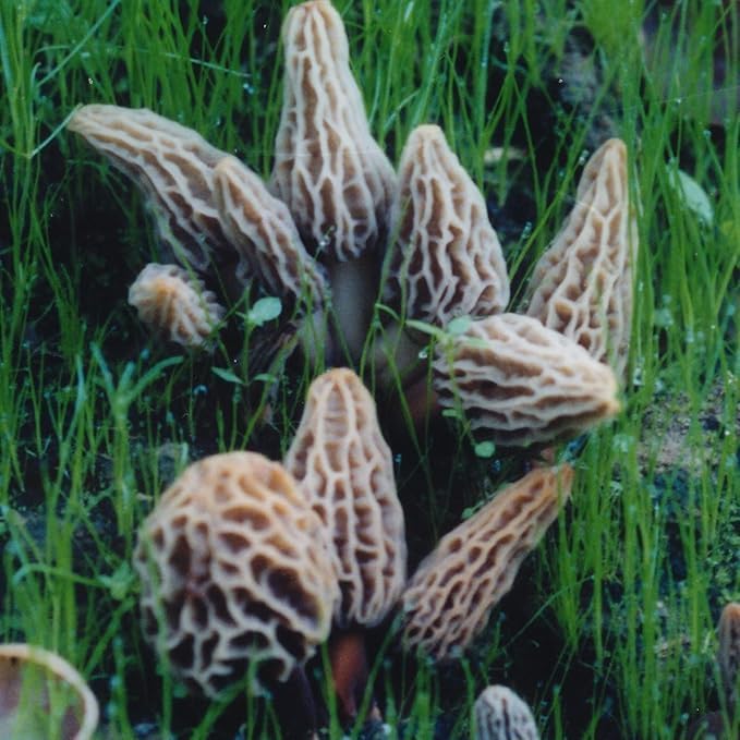 MOREL HABITAT KIT® Morel Mushroom Growing Kit (Morchella), Compatible with Any Soil Type Across The U.S., Outdoor Garden & Backyard Cultivation Set with Full Instructions - Made in The USA