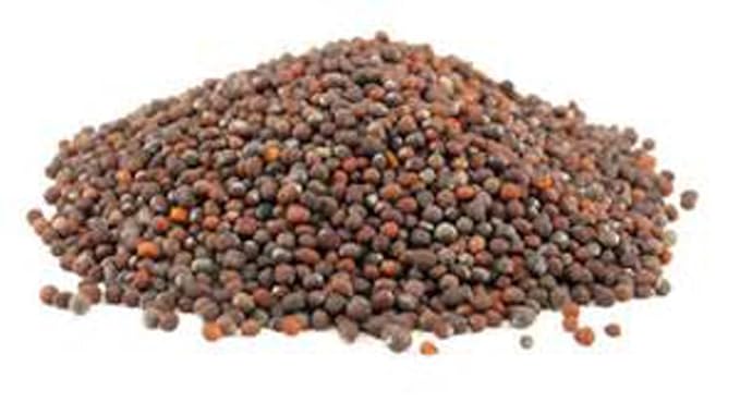 Broccoli Seeds for Sprouting Microgreens, 8 oz Bag,A superfood packed with antioxidants and health-promoting nutrients. "COOL BEANS n SPROUTS" Brand A small town family run USA business.Thank you !