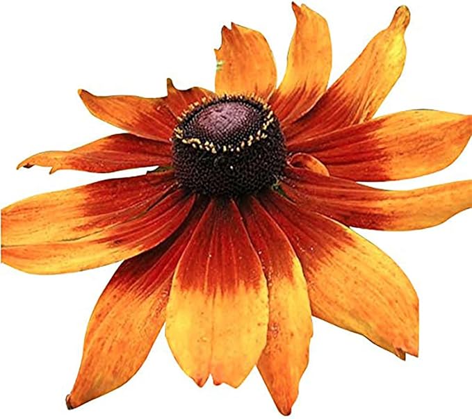 Coastal California Wildflower Mix - Annuals and Perennials Approx. 6500+ Seeds