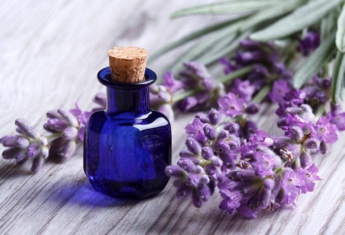 CEMEHA SEEDS - Seeds Lavender Non GMO Herbs for Planting