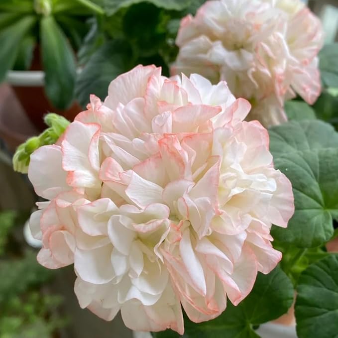 10 Violet Geraniums Seeds for Planting, Rare Violet Double Geraniums Seeds, Perennial Flower Plant for Garden Home Attract Pollinators