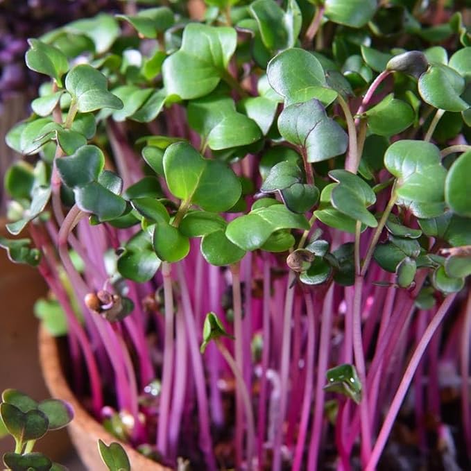 Park Seed Easy DIY Planting Sow Effortless Collection Seed Mats, Organic Radish Sangria Microgreen, (Set of 2)