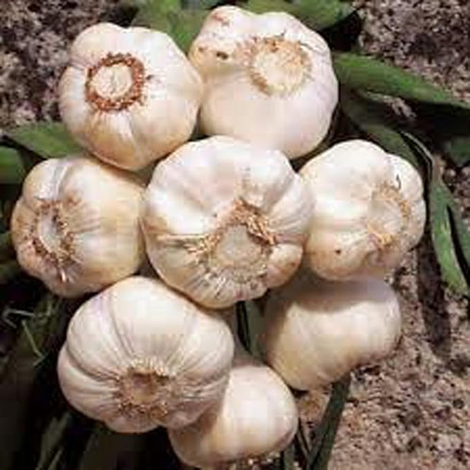 GARLIC BULB (1/2 Pound), FRESH CALIFORNIA SOFTNECK GARLIC BULB FOR PLANTING, EATING AND GROWING YOUR OWN GARLIC, COUNTRY CREEK BRAND