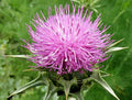 Seeds4planting - Seeds Milk Thistle Saint Mary's Medicinal Heirloom Herb Non GMO