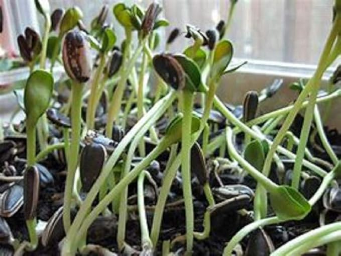 Sunflower Sprouting Seed, Non GMO -4 oz - Country Creek Acre Brand - Sunflower Seed for Sprouts, Garden Planting, Cooking, Soup, Emergency Food Storage, Gardening, Juicing, Cover Crop