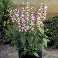 Park Seed Summer Jewel Pink Salvia Seeds, Award-Winning Dwarf Sage with Soft Pastel Blooms, Pollinator Magnet for Beds and Containers, Pack of 25