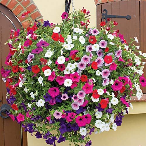 Petunia Unicum F1 Mix Seeds – Annual Hybrid Flower | Compact Grandiflora with Large, Vibrant Blooms for Beds & Containers