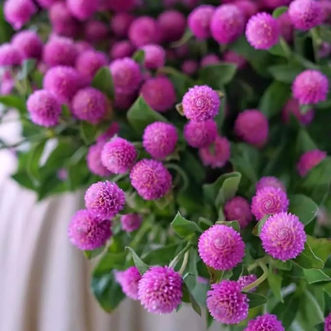 Mixrug Mix Globe Amaranth Flower Seeds for Planting, 300pcs Rare Perennial Globe Amaranth Flower Seeds Non-GMO Heirloom Plants, Open Pollinated Beauty Flowers Home Garden for Outdoors