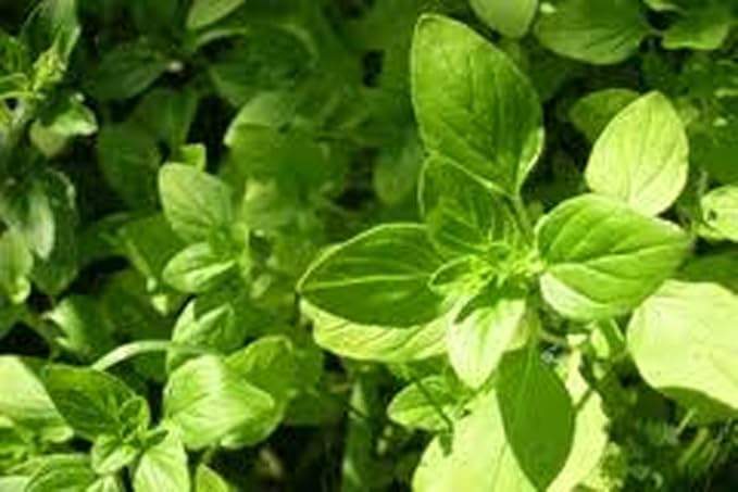 Oregano Seeds Italian Oregano HERB Seeds, Heirloom, 500+ Seeds, Healthy Delicious HERB