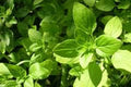 Oregano Seeds Italian Oregano HERB Seeds, Heirloom, 25+ Seeds, Healthy Delicious HERB