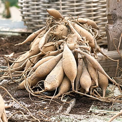 Eden Brothers Dahlia Bulbs (Decorative) - Blue Bell, Non-GMO Bulbs for Planting, 4 Bulbs | Low-Maintenance Flower Bulbs, Plant During Spring, Zones 8, 9, 10, 11