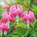Dicentra Spectabilis Seeds: 100 PCS Premium Bleeding Heart – Shade-Tolerant, Long-Blooming Ornamental Plant for Home Gardens