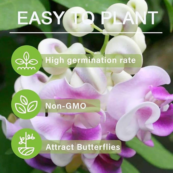 20+ Corkscrew Vine Flower Seeds for Planting Outdoors -Perennial Snail Vine Plant Fragrant Non-GMO Heirloom