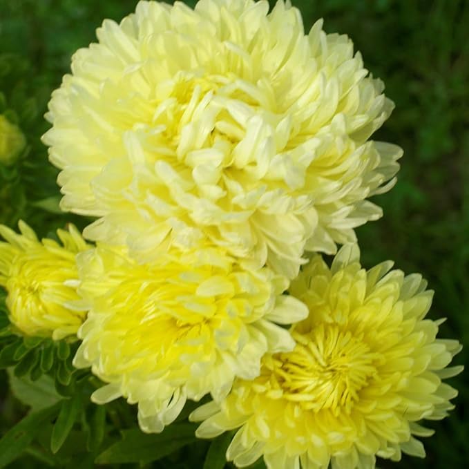 Outsidepride Paeony Aster Seeds - 1,000 Pcs Annual, Hardy & Pollinator Friendly Flower Seeds for Planting Vibrant Double Incurved Yellow Petals, Ideal for Meadows & Aesthetic Gardens
