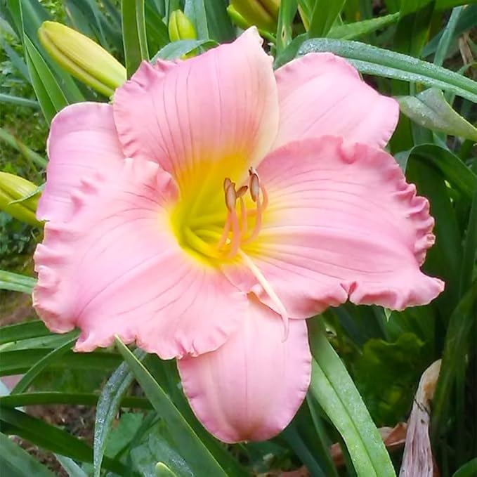 100Pcs Perennial Daylily Hemerocallis Seeds for Planting-Mixed Color Day Lily Fine Flower Seeds Heirloom