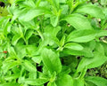 100PCS Sweetleaf Stevia Plant Seeds for Planting Stevia Plant Seeds