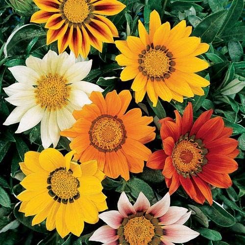 Outsidepride Mixed Gazania Seeds for Planting – 1000 Pcs Perennial, Low-Maintenance, Drought-Tolerant Ground Cover Seeds for Vibrant Summer & Fall Flowers, Ideal for Outdoor Gardens