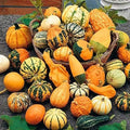Seeds4planting - Seeds Ornamental Pumpkin Mix Heirloom Vegetable Non GMO