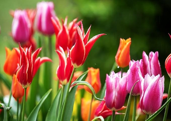 Tulips Lily Flowering Mixture Tulip Pink Red White Yellow Plant Bulbs Spring Flowering Gardens Size 12+ (15, Lily Flowering Mixture)