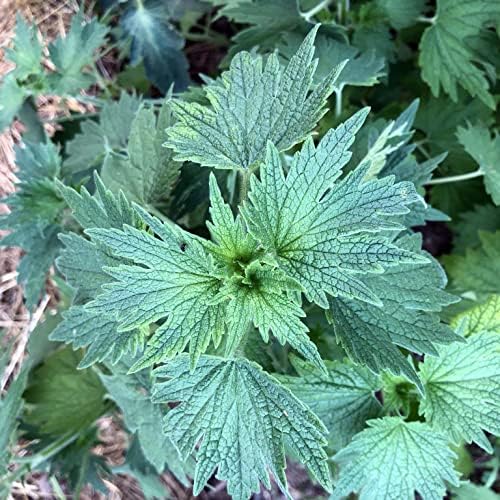 Organic Motherwort Seeds (Leonurus cardiaca) 100 Seeds (0.1 Grams)