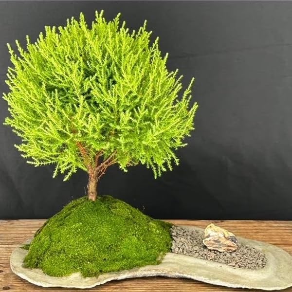 Lemony Christmas Tree. Lemon Cypress 'Goldcrest' (Cupressus Macrocarpa) - Vibrant Yellow-Green Foliage, Citrus Scent, Indoor/Outdoor (4 Cypress-Lemon sacs)