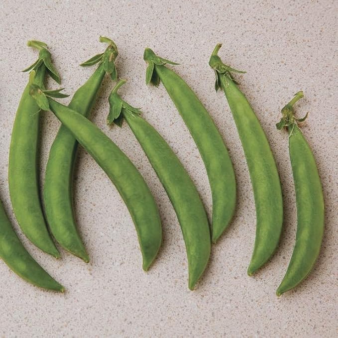 Park Seed Snak Hero Snap Pea Seeds, Pack of 100 Seeds – AARS Winner 2020, 65 Days to Maturity, Compact Climbing Vine, High Yield, Sweet and Crunchy Pods, Ideal for Small Gardens, and Hanging Baskets