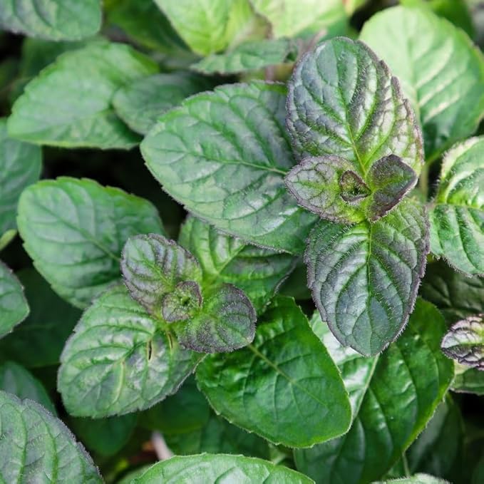 Chocolate Mint Plants Live Indoors Outdoors, Chocolate Mint Live Plant Fresh Herb Mint Plant, Chocolate Mint Plant, Fresh Herb Mint Plant, Potted Mint