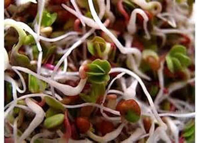 2 oz Megan's Sprouting Mix- Perfect Blend of Mung Bean, Alfalfa, Broccoli and Radish Sprouting Seeds, Non-GMO, Country Creek LLC