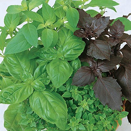 Park Seed Basil Herb Plant Seeds, Easy to Grow, Variety of Colors, Spring Garden, Culinary Blend, Pack of 400