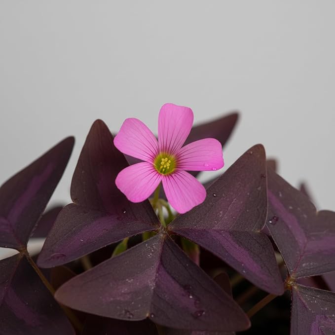 Pack of 24 Purple Shamrocks Bulbs, Oxalis Bulbs for Planting, Oxalis Triangularis Bulbs Good Luck Flower Bulbs
