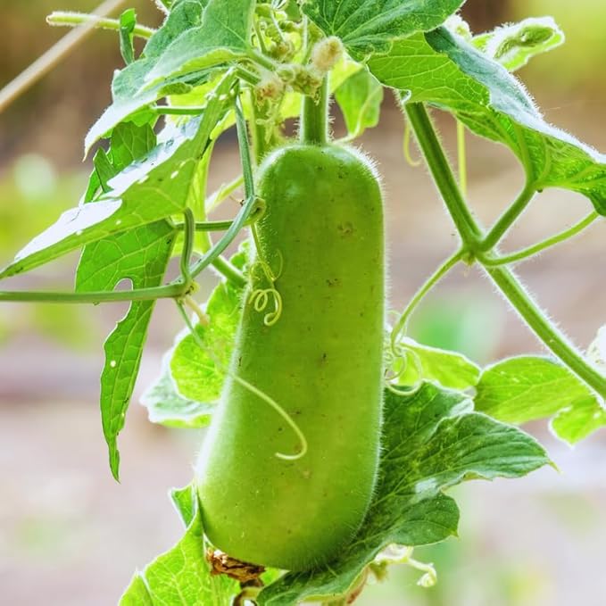 Gourd Seeds for Planting, 20 Seeds, Gourd Vegetable Seeds