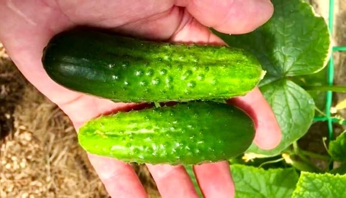 Seeds Indoor Cucumber Self-Pollinating 10 Seeds for Planting Non-GMO