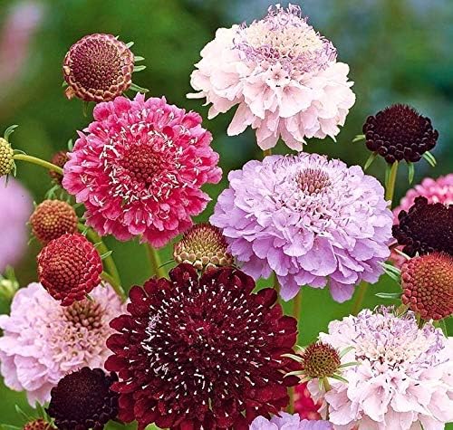 Seeds Pincushion Flower Mix - Scabiosa - Annual Flowers for Planting