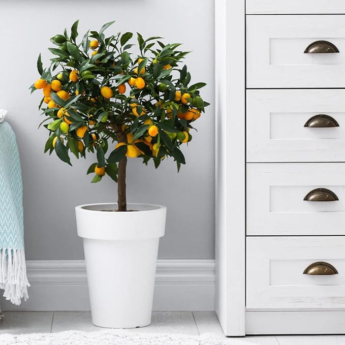 Gardenera's Premium Kumquat Soil Mix - Quick Drain Potting Soil for Growing and Repotting Citrus Japonica - 5 Quart
