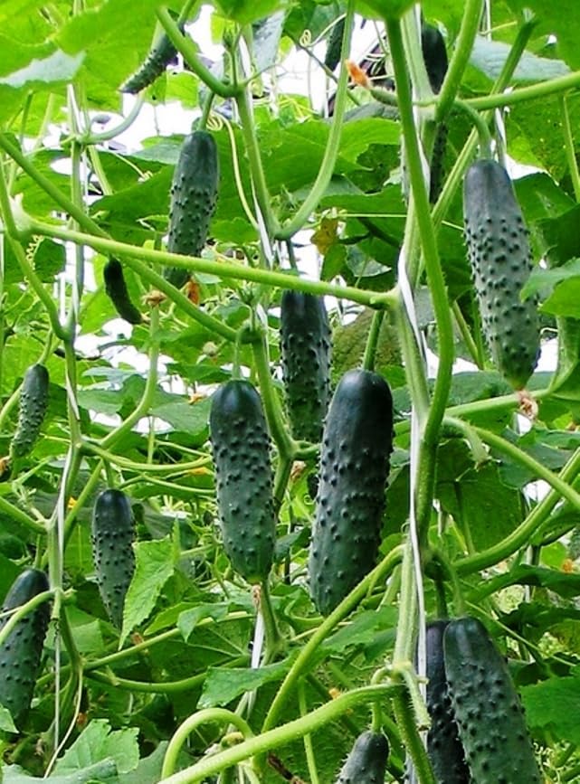 10+ Seeds Cucumber Firm Secret F1 Hybrid - Vegetable Self-Pollinated