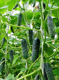 10+ Seeds Cucumber Firm Secret F1 Hybrid - Vegetable Self-Pollinated
