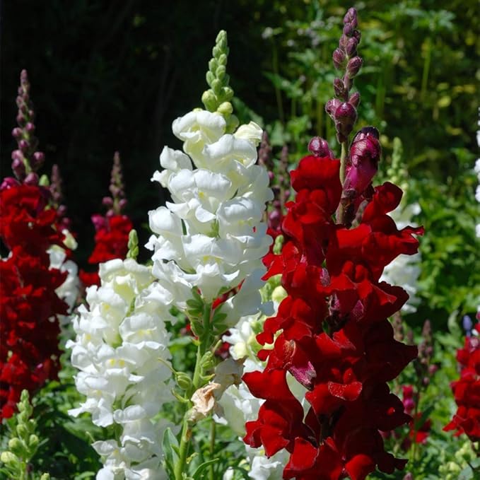 3000 Pcs Snapdragon Seeds for Planting Outdoor Garden, Snap Dragon Seeds for Planting Flowers, Pollinator-Friendly Color Mix, Annual Antirrhinum Majus